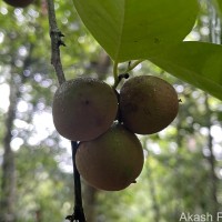 Diospyros toposia Buch.-Ham.